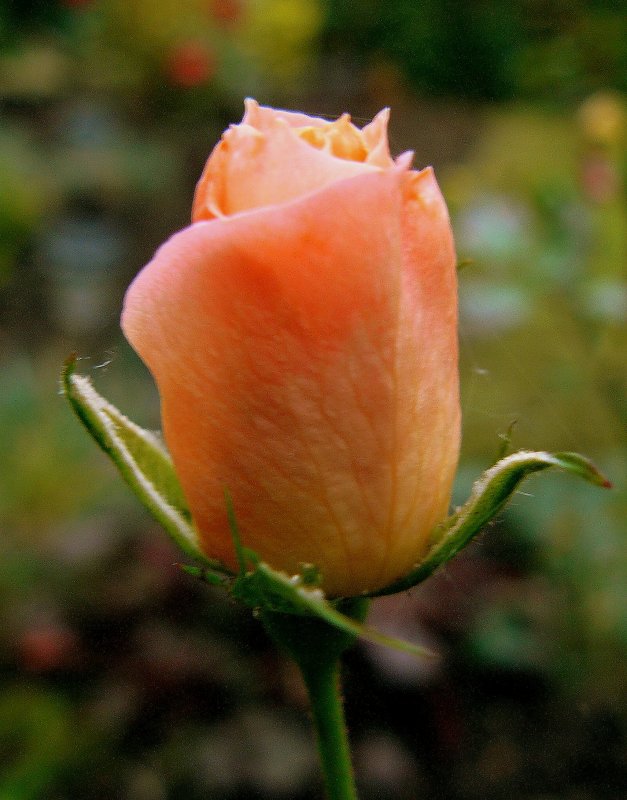 Late October Rose