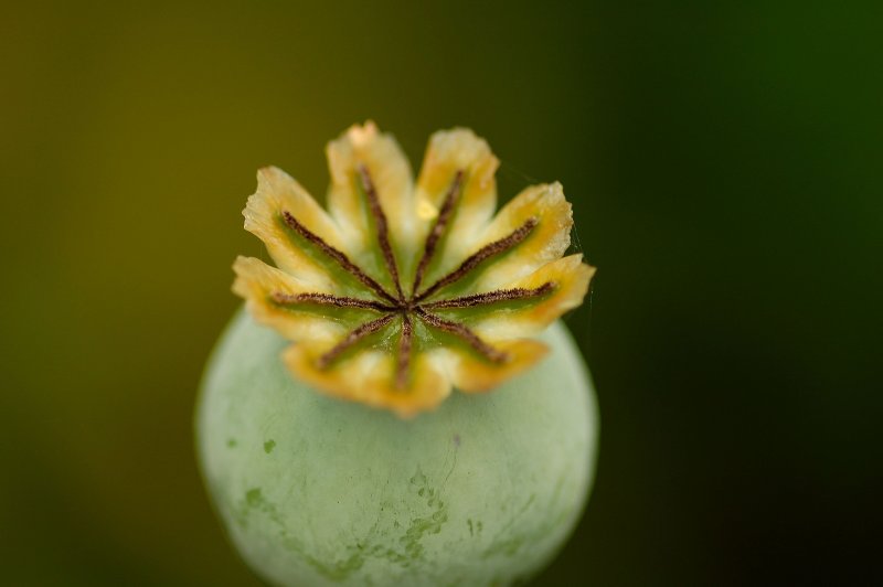 Bare poppy beauty