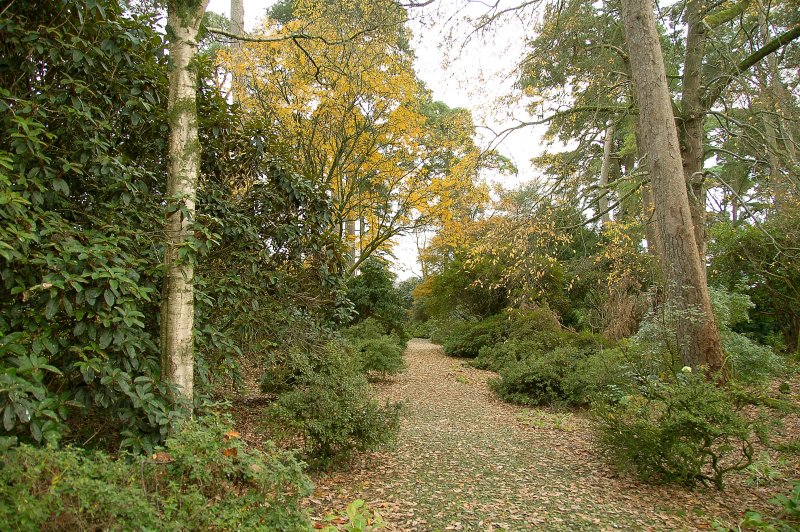 Leaf-strewn avenue