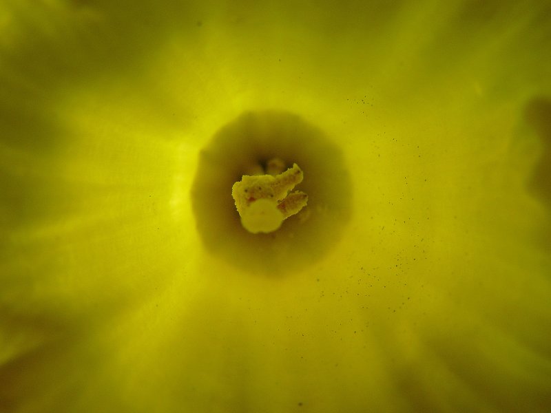 A touch of yellow