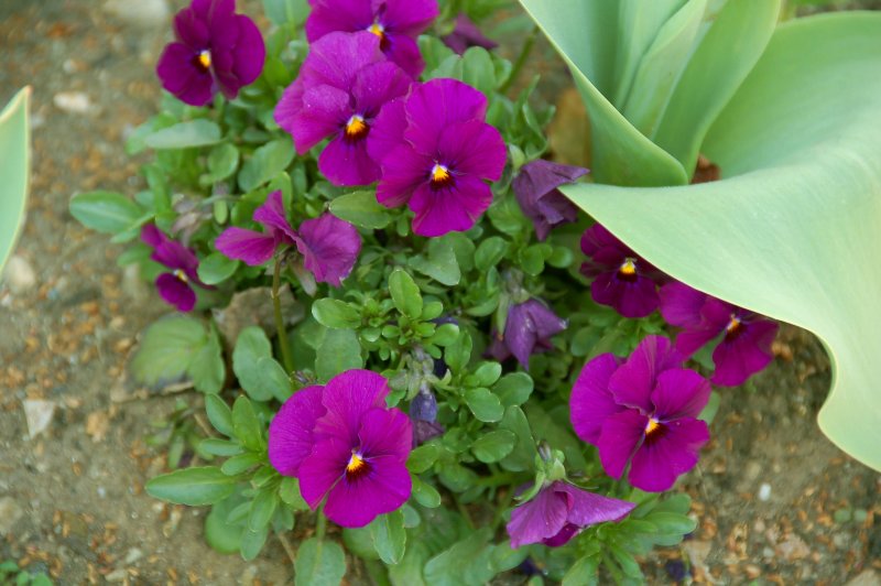 A purple posy