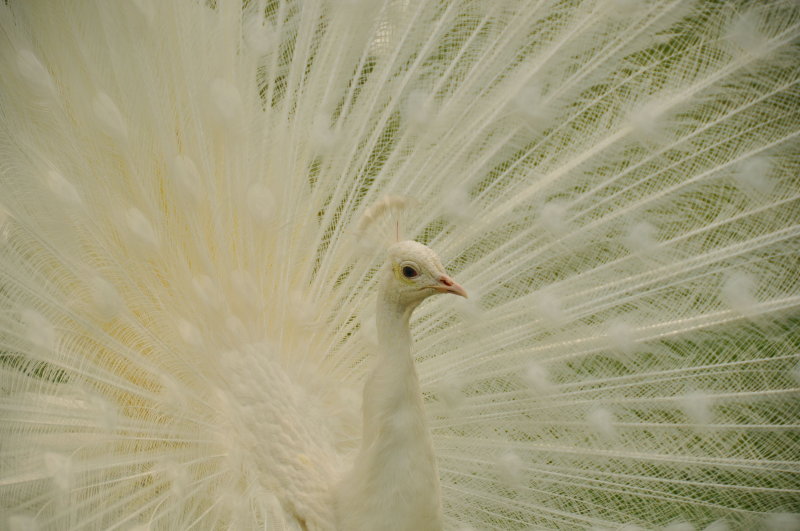 Italian peacock 2