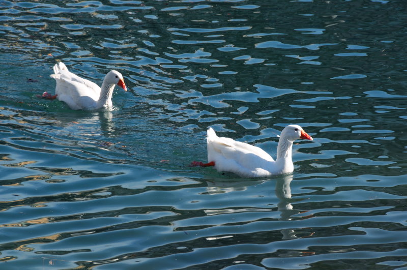 Contented geese