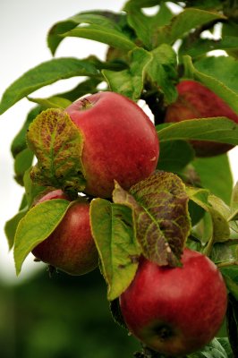 Fresh summer apples, Brigit's Garden