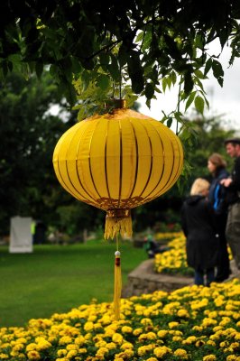 Tie a yellow lantern on an old green tree.jpg