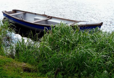 Resting in the long grass