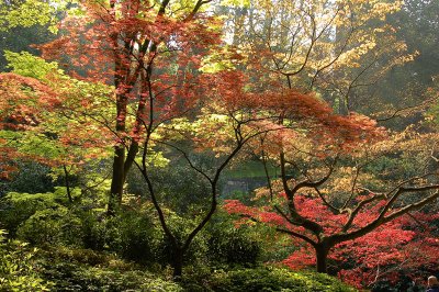 Autumn leaves