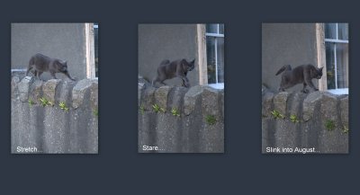 Stretch,stare,slink...