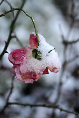 Snow upon the rose