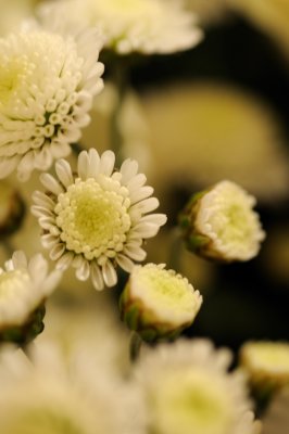 The unbearable lightness of being a white flower in midwinter