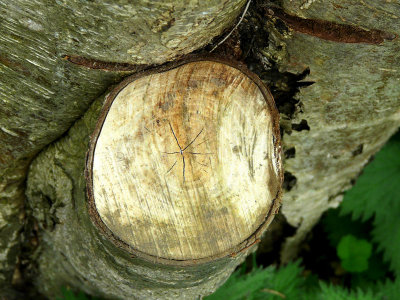 Cracks in the rings of time