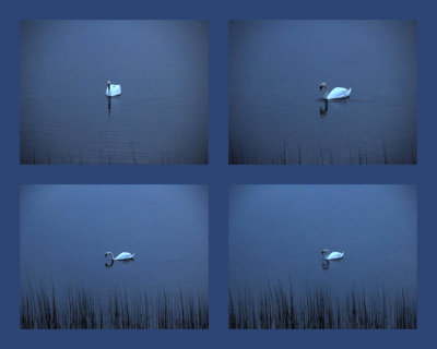 Lonely swan at twilight in Wineport