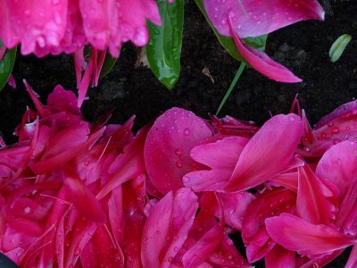 Petal bed