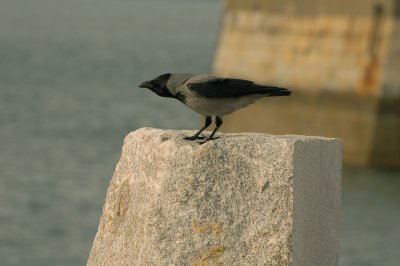 Rook on a rock - Cg ar charraig 2.jpg