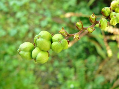 Mombretia gone to seed in October