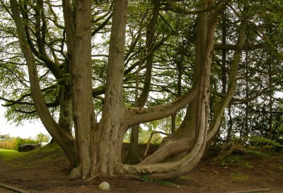Unusual tree from Mayo