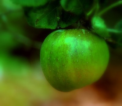  : ll glas Oche Shamhna - A really green apple for Hallowe'en