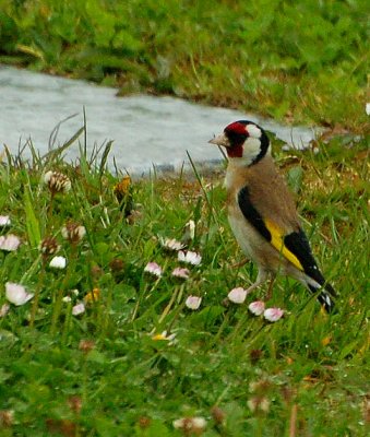 Goldfinch : Lasair choille