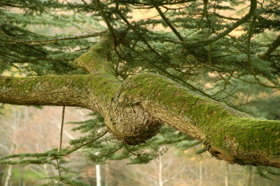 Branch of an old Cedar of Lebanon