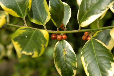 Orange coloured holly berries
