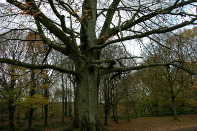 Regal tree