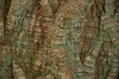 Redwood bark.jpg