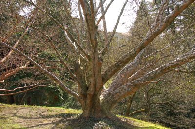 A Scotsman's tree in Italy 2