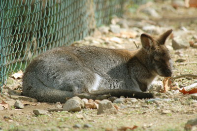 Sleepy wallaby