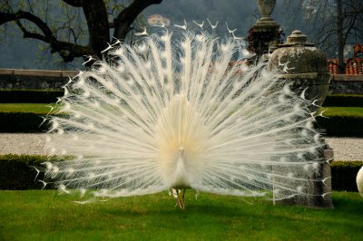 Italian peacock 1
