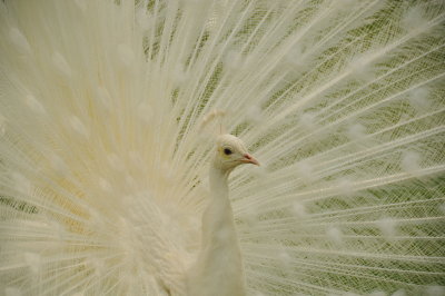Italian peacock 2