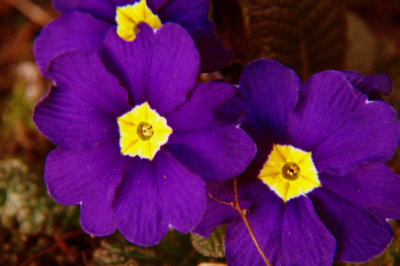 Purple woodland flowers