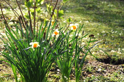 Italian daffodils backlit