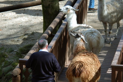 Persuading the llamas to yield way