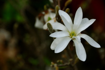 From the back garden