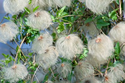 Fluffy old flowerheads