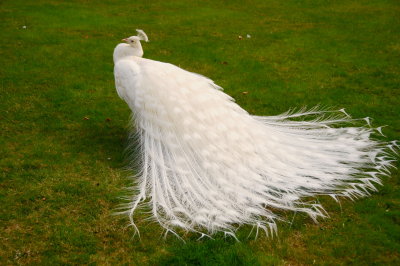 Peacock 