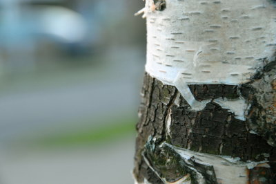 Peeling young bark.jpg