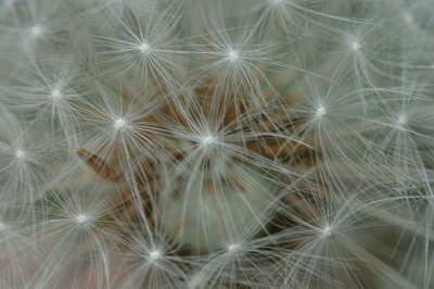 Caisearbhn - Irish dandelion head