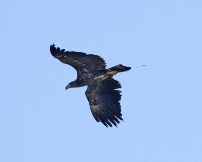 0004M-Juvenile Eagle with fishline.jpg
