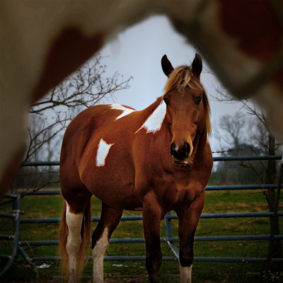 Double D Ranch / Horses 002
