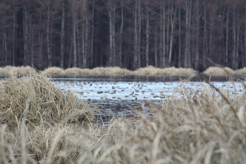 Ducks on Lake 0452