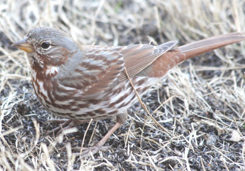 5576 Fox Sparrow.JPG