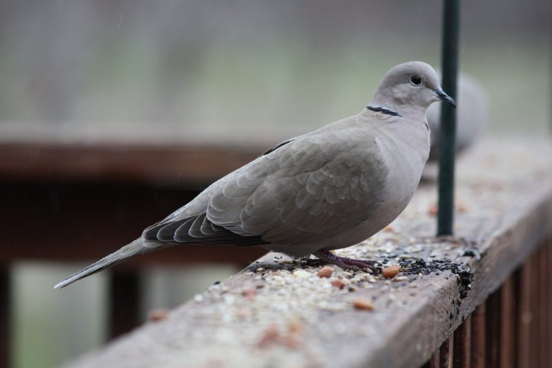 5966 Eur Collard Dove.JPG