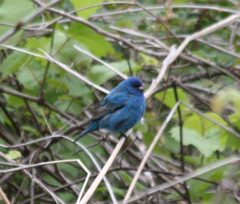 6556 Indigo Bunting