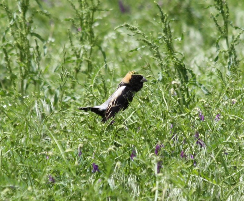 6678 Bobolink