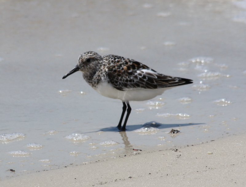 8452 Sanderling