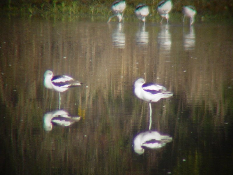 9294 Am Avocet.JPG