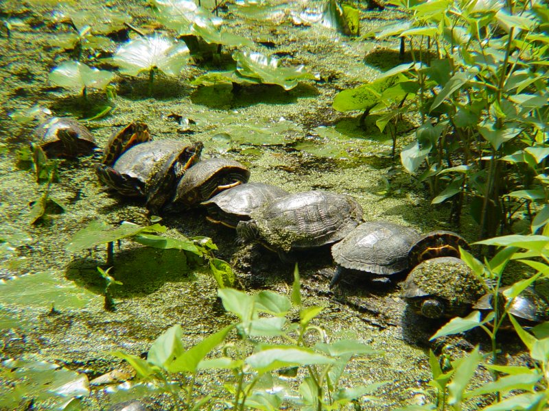 6108 One more Turtle on the log