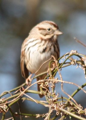 4188 Song Sparrow.JPG