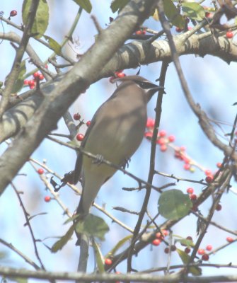 4211 Cedar Waxwing.JPG